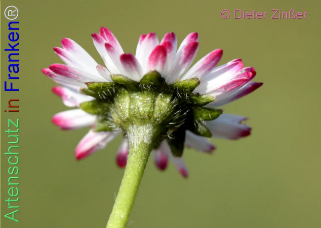 Bild zum Eintrag (1140400-160)