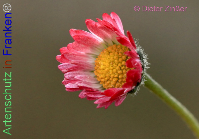 Bild zum Eintrag (1140404-160)