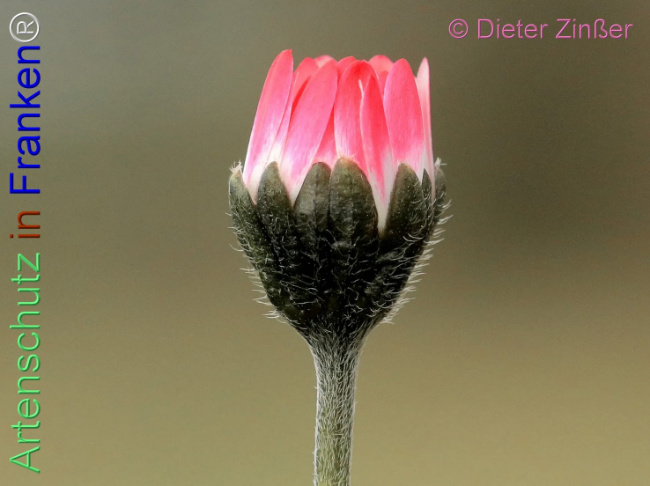 Bild zum Eintrag (1140405-160)