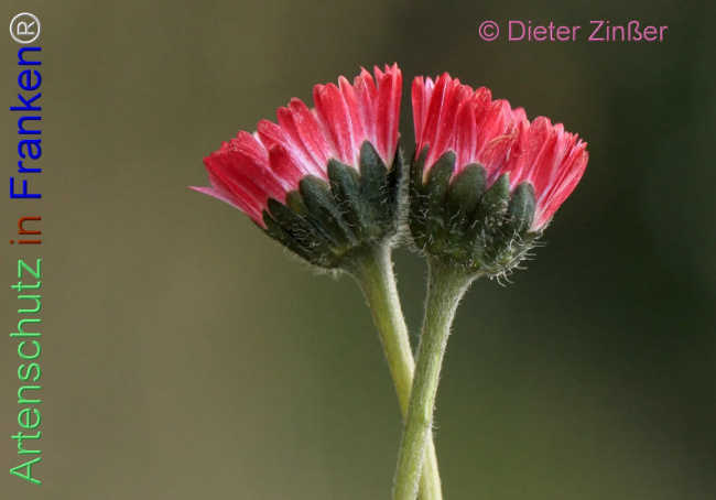 Bild zum Eintrag (1140407-160)