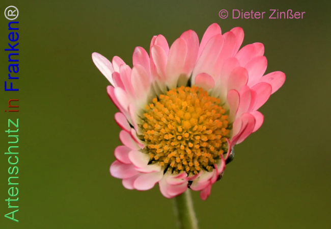 Bild zum Eintrag (1140408-160)