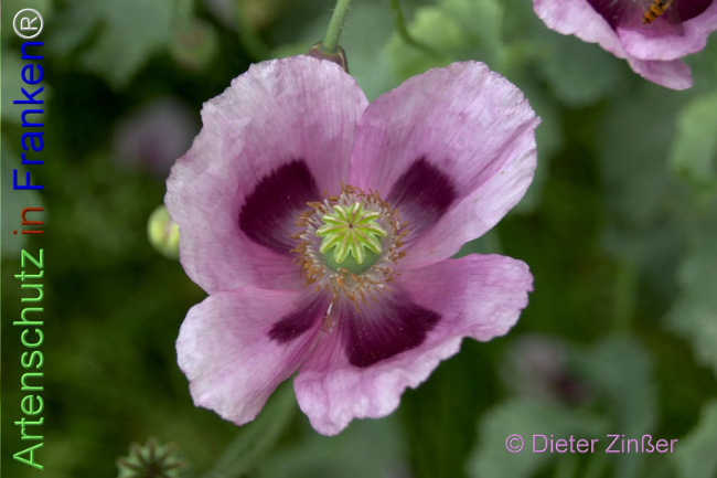Bild zum Eintrag (1140450-160)