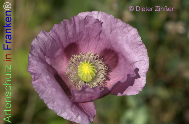 Bild zum Eintrag (1140453-160)
