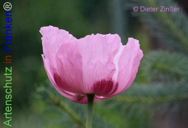 Bild zum Eintrag (1140454-160)