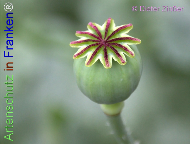 Bild zum Eintrag (1140455-160)
