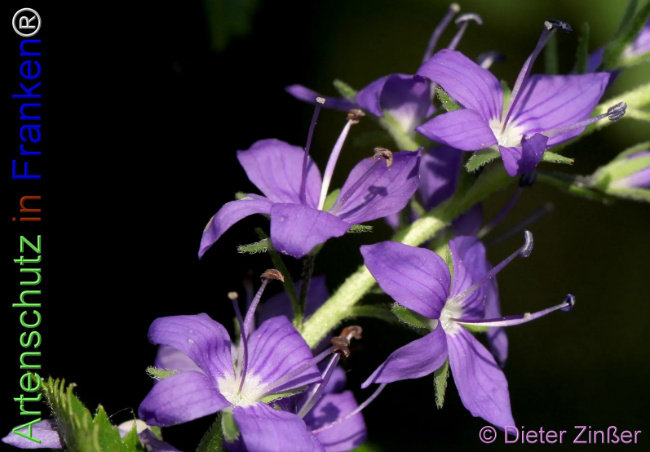 Bild zum Eintrag (1140460-160)