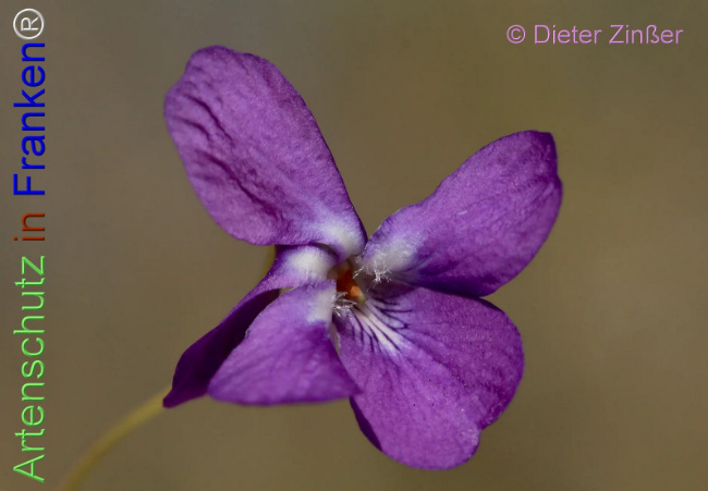 Bild zum Eintrag (1140470-160)