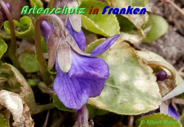 Bild zum Eintrag (1140471-160)