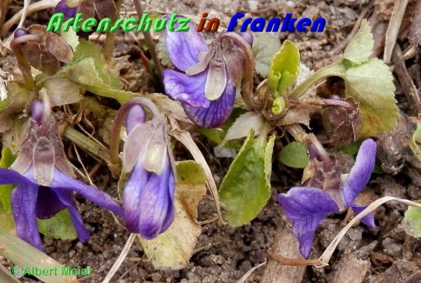 Bild zum Eintrag (1140476-160)