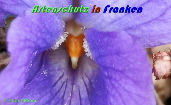 Bild zum Eintrag (1140478-160)
