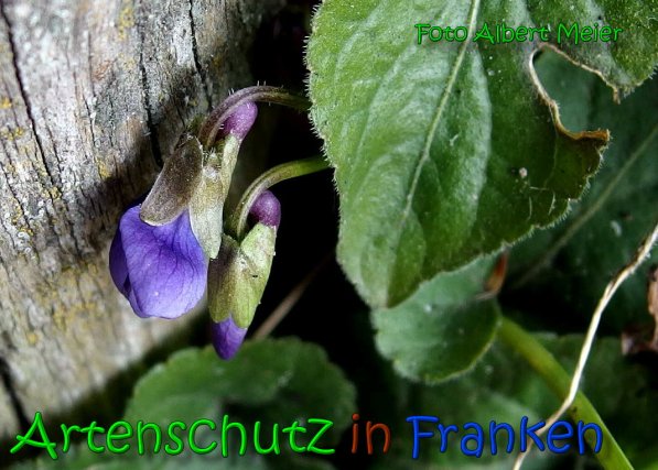 Bild zum Eintrag (1140480-160)