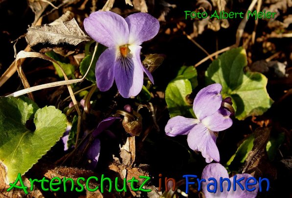 Bild zum Eintrag (1140481-160)