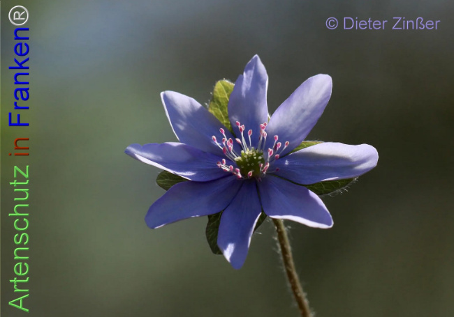 Bild zum Eintrag (1140484-160)