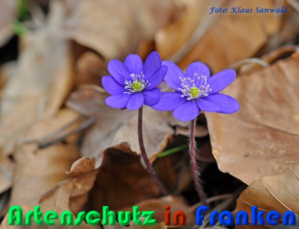 Bild zum Eintrag (1140485-160)