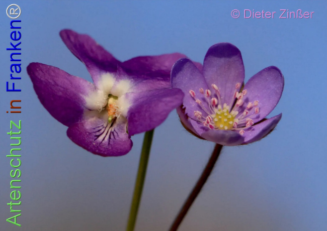 Bild zum Eintrag (1140487-160)