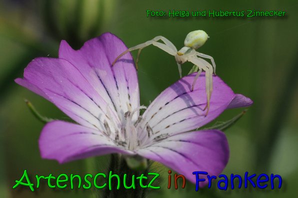 Bild zum Eintrag (1140492-160)