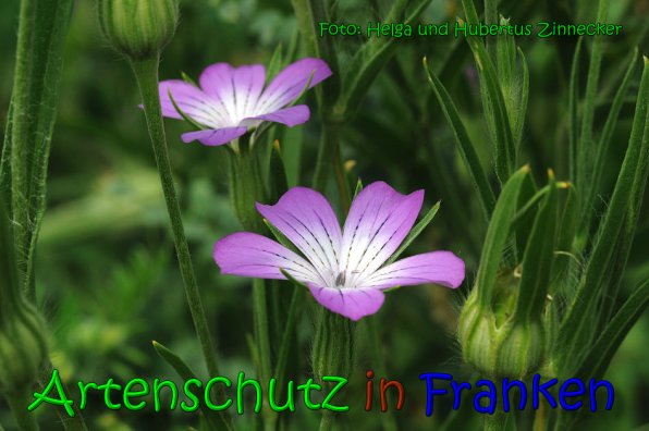 Bild zum Eintrag (1140493-160)