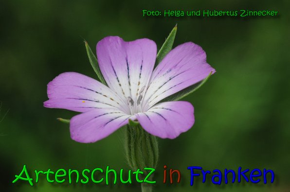 Bild zum Eintrag (1140496-160)