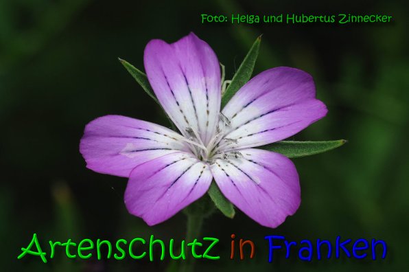 Bild zum Eintrag (1140497-160)