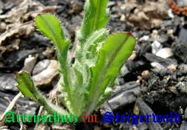 Bild zum Eintrag (1140504-160)