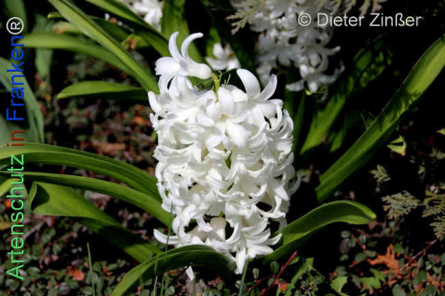 Bild zum Eintrag (1140519-160)