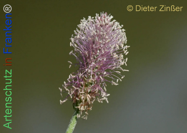 Bild zum Eintrag (1140581-160)
