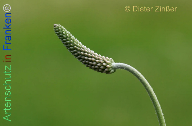 Bild zum Eintrag (1140585-160)
