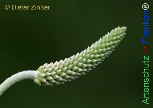 Bild zum Eintrag (1140586-160)