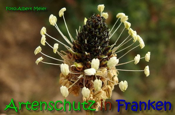 Bild zum Eintrag (1140587-160)