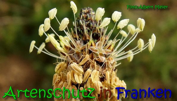 Bild zum Eintrag (1140590-160)