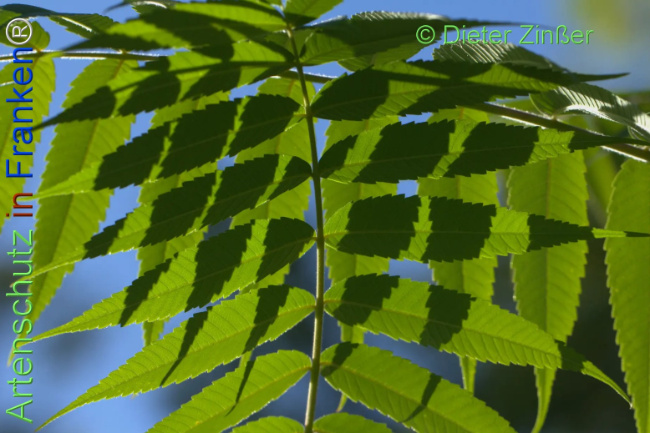 Bild zum Eintrag (1140646-160)