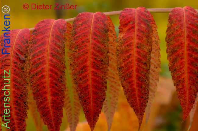 Bild zum Eintrag (1140648-160)