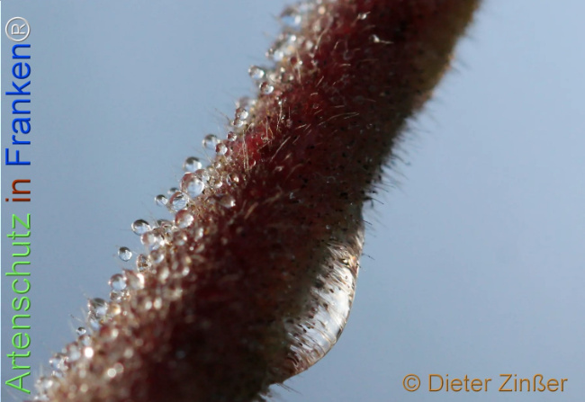 Bild zum Eintrag (1140650-160)