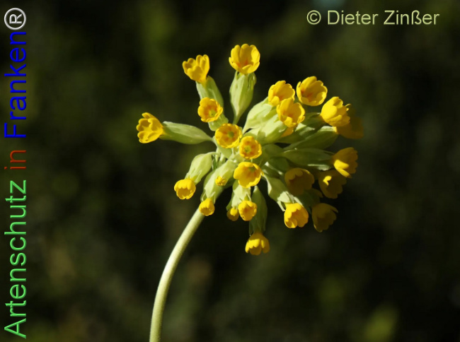 Bild zum Eintrag (1140733-160)