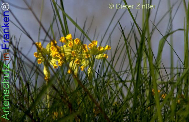 Bild zum Eintrag (1140736-160)