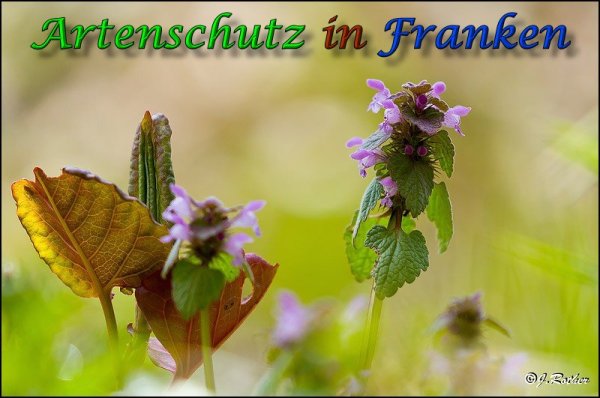 Bild zum Eintrag (1140756-160)