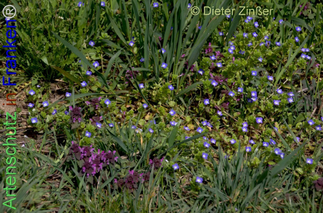 Bild zum Eintrag (1140806-160)