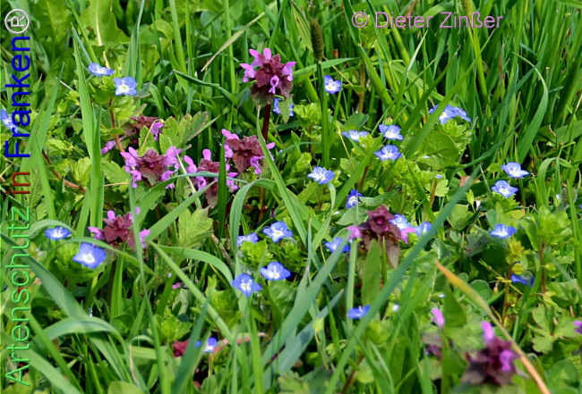 Bild zum Eintrag (1140807-160)
