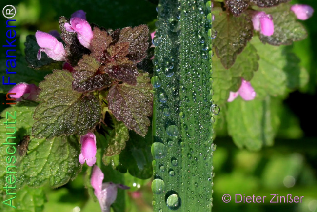 Bild zum Eintrag (1140809-160)