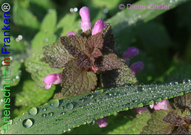 Bild zum Eintrag (1140810-160)