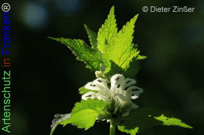 Bild zum Eintrag (1140833-160)