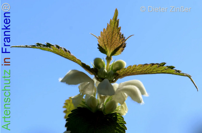 Bild zum Eintrag (1140834-160)