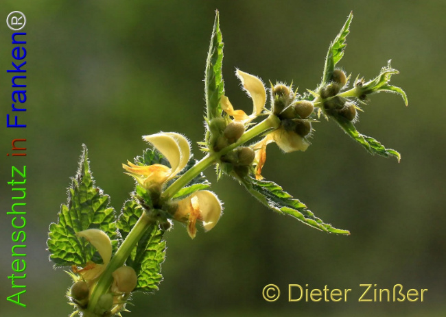 Bild zum Eintrag (1140953-160)