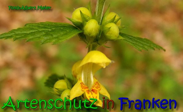 Bild zum Eintrag (1140954-160)
