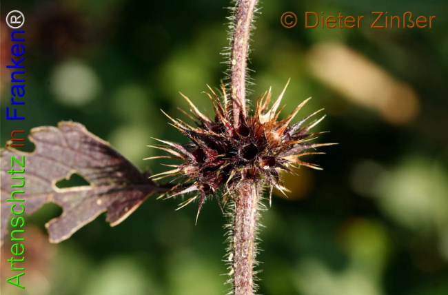 Bild zum Eintrag (1140981-160)
