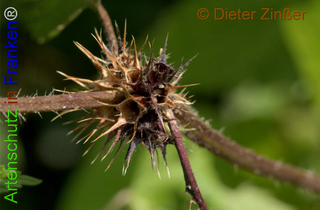 Bild zum Eintrag (1140982-160)