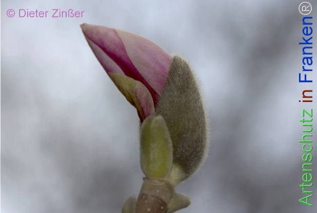 Bild zum Eintrag (1141240-160)