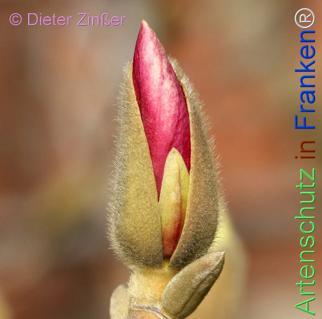 Bild zum Eintrag (1141242-160)