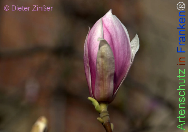 Bild zum Eintrag (1141246-160)