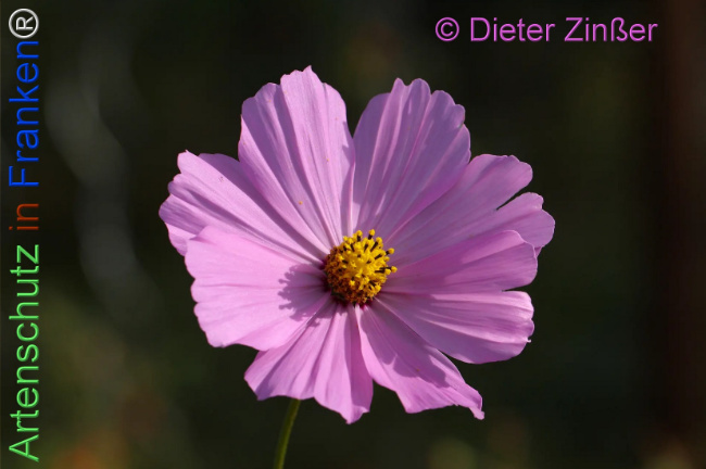Bild zum Eintrag (1141600-160)